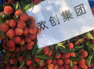 夏日好“枝”味，JIANGNAN.COM江南体育(中国大陆)科技公司集团发福“荔”啦